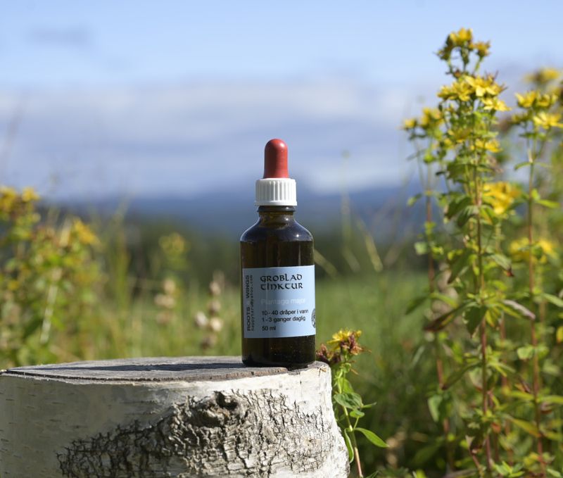 Groblad tinctur (Plantago major)  50ml  